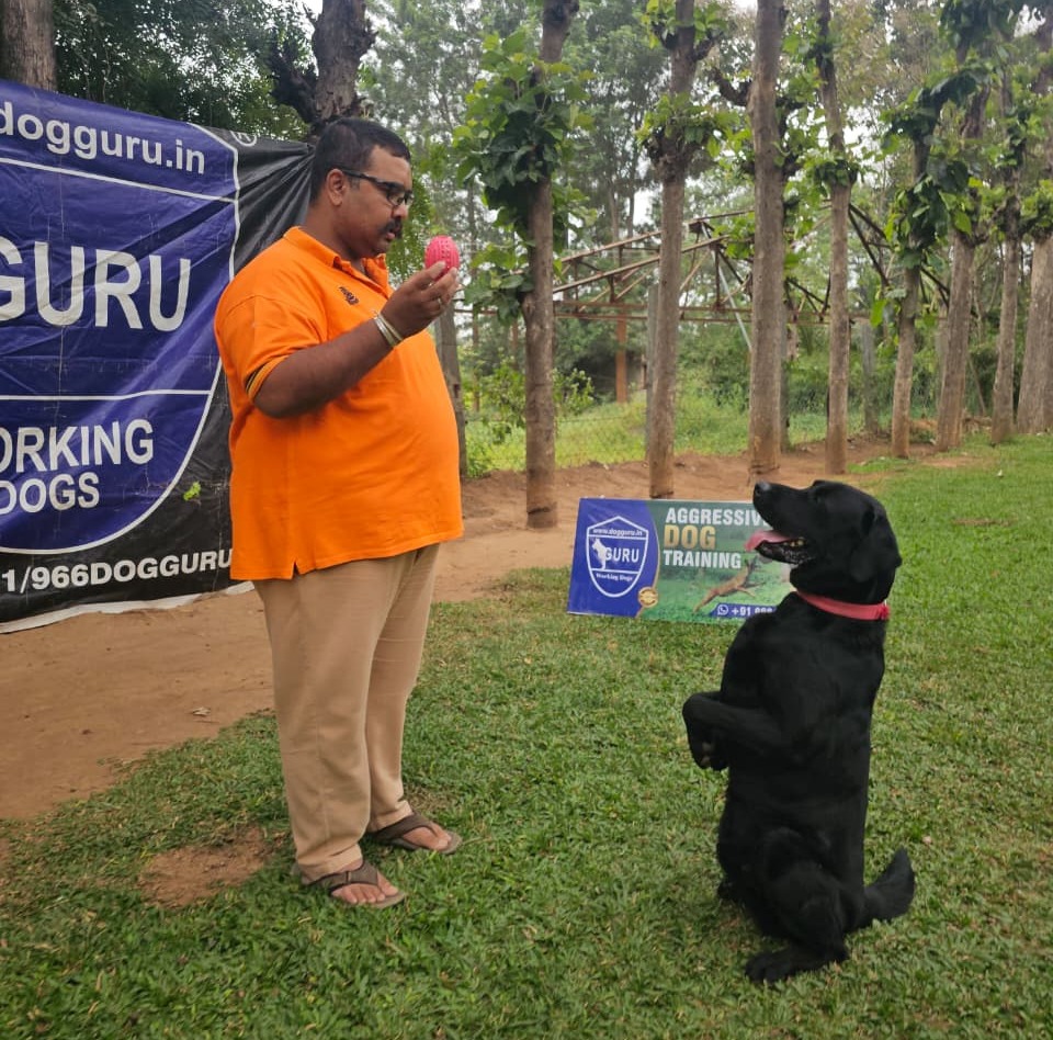 Dog education for children